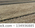 Winter rice field 134936885