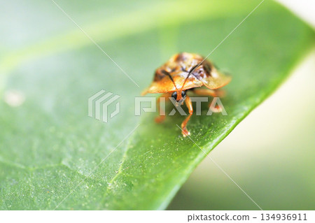 Ichimonji Cameloticus Ichimonji Cameloticus 134936911