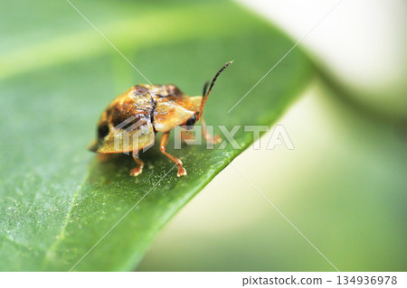 Ichimonji Cameloticus 134936978