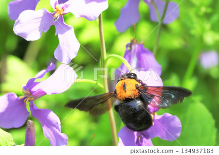 A carpenter bee sucking nectar from a purple canola flower (nectar robbery) A carpenter bee sucking nectar from a purple canola flower (nectar robbery) 134937183