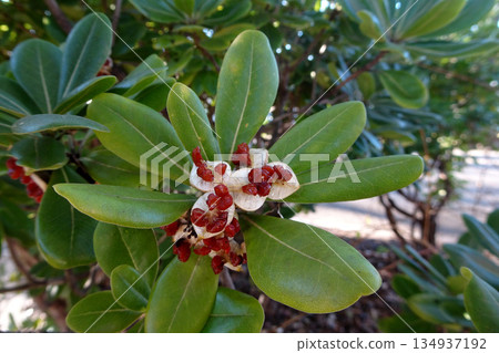 海桐（Pittosporum tobira）：果實裂開後露出紅色種子 / 一月 134937192