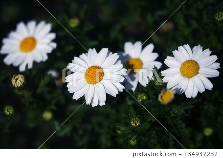 北極白花 134937232