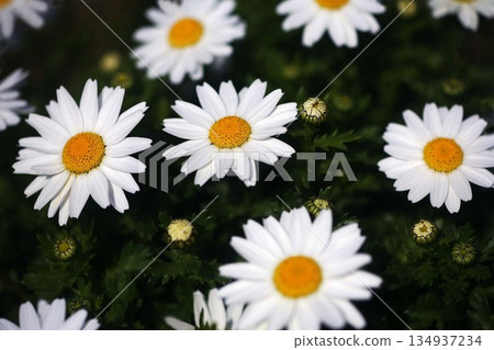 北極白花 北極白花 134937234