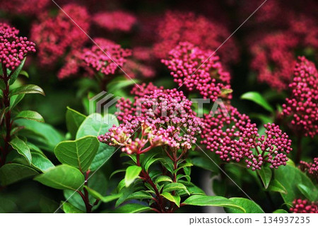 Viburnum: clusters of small red flowers bloom Viburnum: clusters of small red flowers bloom 134937235