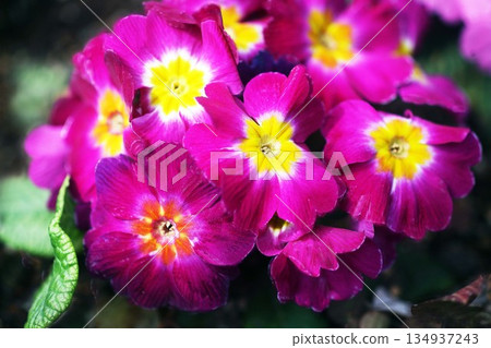 Primula Julian Flower Primula Julian Flower 134937243