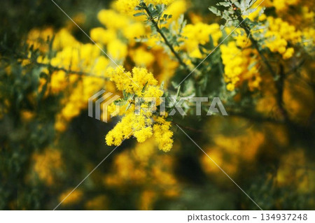 金合歡的黃色花朵 金合歡的黃色花朵 134937248