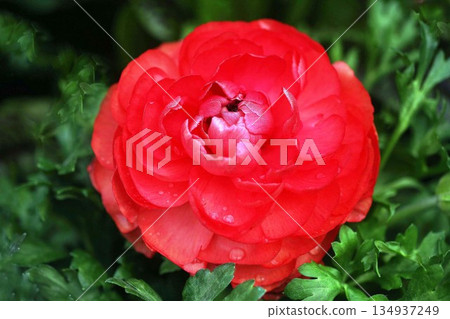 紅色毛茛屬花 紅色毛茛屬花 134937249