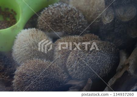 Group of hedgehogs resting closely together in a controlled environment in Cameron Highlands, Malaysia, showing wildlife behavior and texture detail. Group of hedgehogs resting closely together in a controlled environment in Cameron Highlands, Malaysia, showing wildlife behavior and texture detail. 134937260