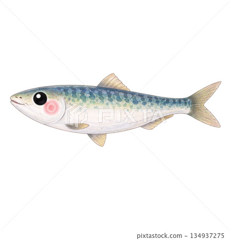 【海洋生物】沙丁魚色鉛筆插圖 134937275