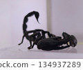 Scorpion displayed in a controlled exhibit in Kuala Lumpur, Malaysia, showing detailed anatomy and exotic wildlife characteristics. 134937289