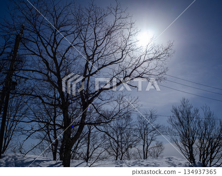 Winter Forest Snapshot Hakuba Village, Nagano Prefecture 134937365