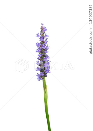 Pontederia cordata, common name pickerelweed or pickerel weed 134937385