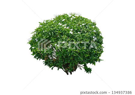 Green bush with white flowers, Pinwheel flower plant 134937386
