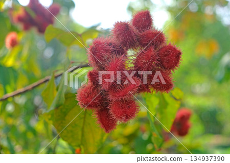 Lipstick tree - Bixa Orellana 134937390