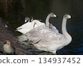 池塘裡遊著天鵝 134937452