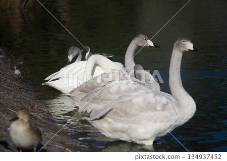 池塘裡遊著天鵝 134937452