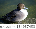 一隻閉著眼睛的北針尾鴨 134937453
