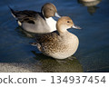 美麗的北針尾鴨 134937454