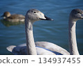 優雅游動的天鵝 134937455