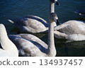 漂浮在水面上的天鵝 134937457
