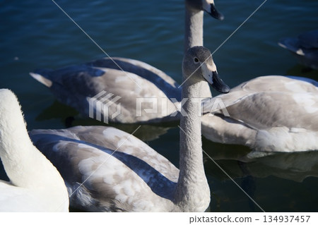 Swans floating on the water 134937457