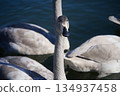 天鵝與天鵝 134937458