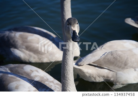 Swans with swans Swans with swans 134937458