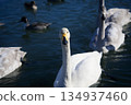 與天鵝的風景 134937460