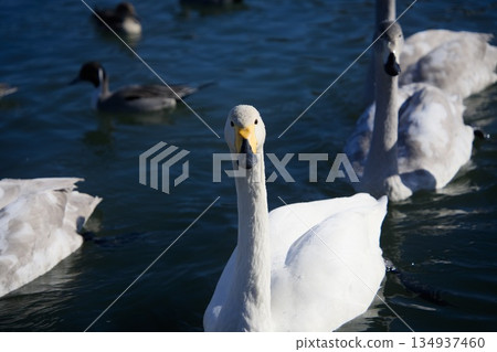 Scenery with swans Scenery with swans 134937460
