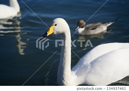天鵝在水面上游泳 134937461