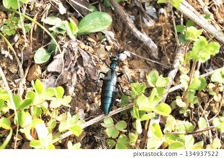 Ground beetle (male) Ground beetle (male) 134937522