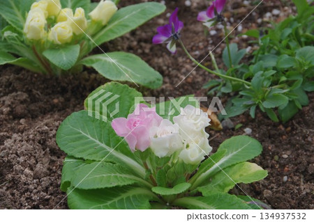 報春花 報春花 134937532