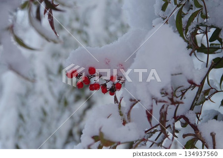 在雪的紅色果子 134937560