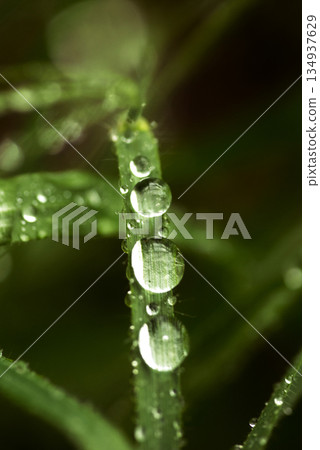 Grass Blade with Rain Drops Close Up Grass Blade with Rain Drops Close Up 134937629