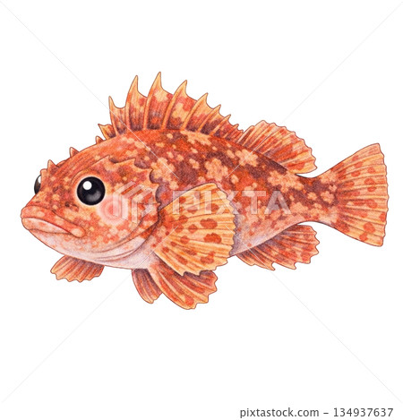 【海洋生物】彩色鉛筆繪製的蝎子魚插圖 134937637