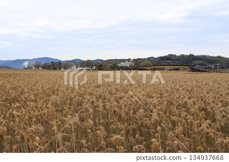 Suncheon Bay wetland with its vast reed fields. 134937668