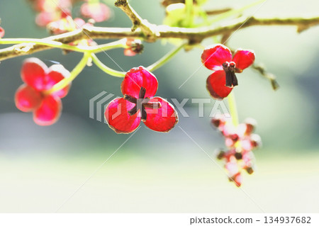 Mitsuba Abe Flower Flower 134937682