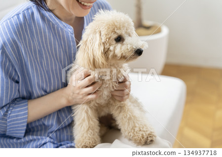 Small dog sitting on owner's lap 134937718