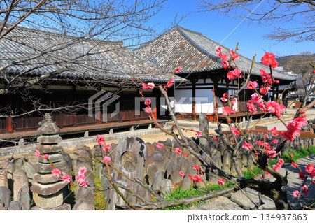 [Nara Prefecture] Gokurakubo Main Hall and Zen Room at Gangoji Temple with plum blossoms 134937863