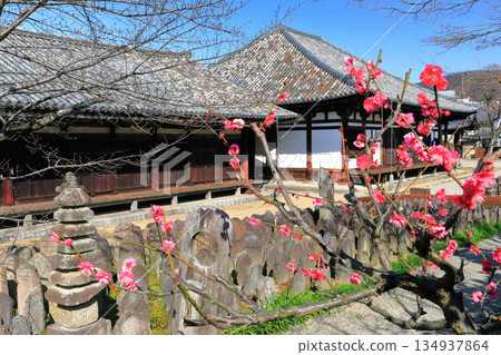 [Nara Prefecture] Gokurakubo Main Hall and Zen Room at Gangoji Temple with plum blossoms 134937864