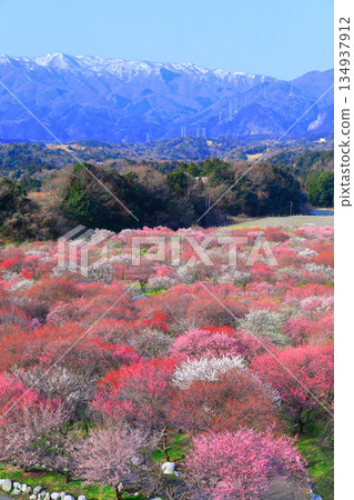 【三重縣】因鍋梅林公園和鈴鹿連山的梅花盛開 134937912