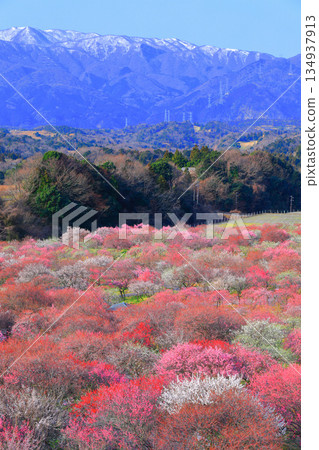 【三重縣】因鍋梅林公園和鈴鹿連山的梅花盛開 134937913