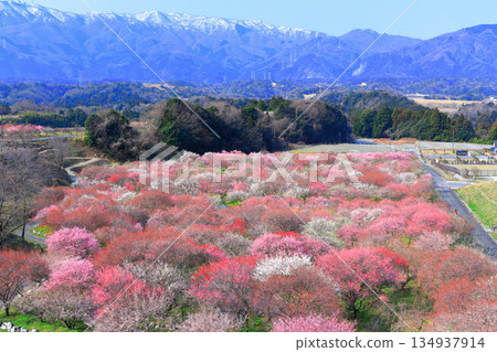 【三重縣】因鍋梅林公園和鈴鹿連山的梅花盛開 【三重縣】因鍋梅林公園和鈴鹿連山的梅花盛開 134937914