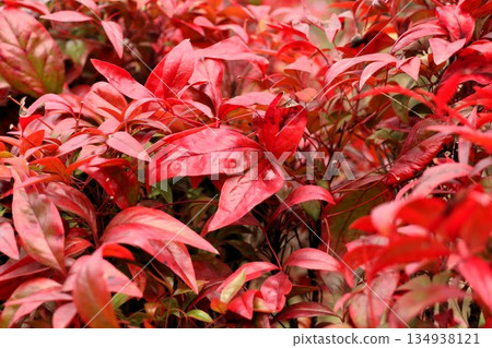 Otafuku Nandina: Autumn leaves: Yamadaike Park: Hirakata City, Osaka Prefecture 134938121