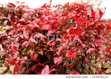 禦福南天竹：秋葉：山田池公園：大阪府枚方市 134938122