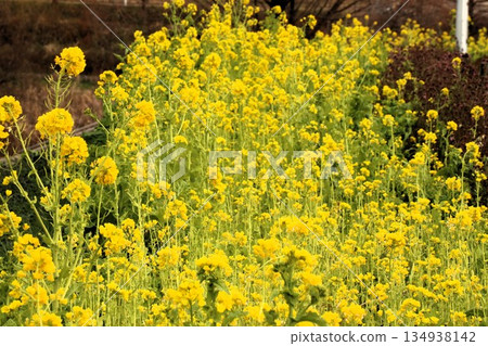 十字花科:油菜花田:山田池公園:大阪府枚方市 十字花科:油菜花田:山田池公園:大阪府枚方市 134938142