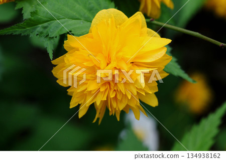 Yae Yamabuki's flower Yae Yamabuki's flower 134938162