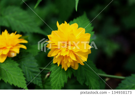 Yae Yamabuki's flower Yae Yamabuki's flower 134938173