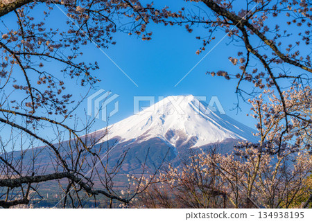 【春季素材】從荒倉山淺間公園看到的富士山和櫻花【山梨縣】 134938195