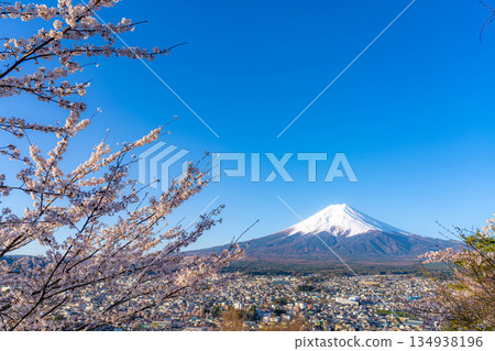 [Spring Material] Mt. Fuji and Cherry Blossoms as Seen from Arakurayama Sengen Park [Yamanashi Prefecture] 134938196